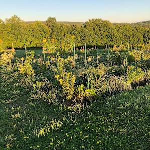 Garden area at sunrise.