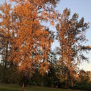 Cottonwood trees
