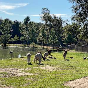 Llama & Alpaca encounters