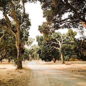 The driveway is super pretty to get to the back of the property