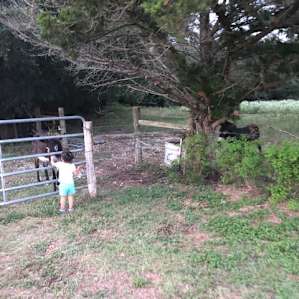 Friendly donkey