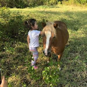 Friendly pony
