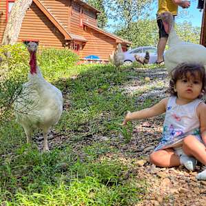 The turkeys were friendly
