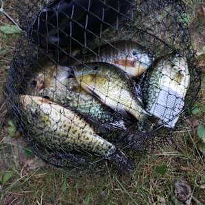 Fish the lake.