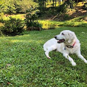 Callie loved laying in the grass at the pond.