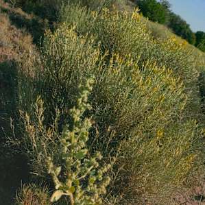 flowering shrubs