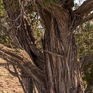 tree that I had most of my meals under