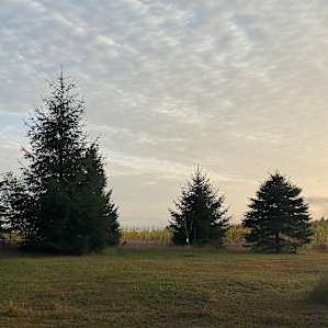 Campsite on The Farm