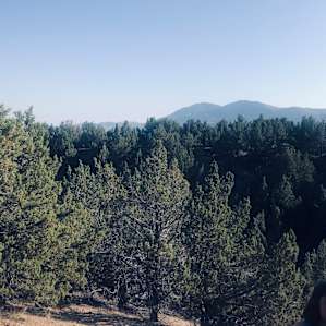 The view