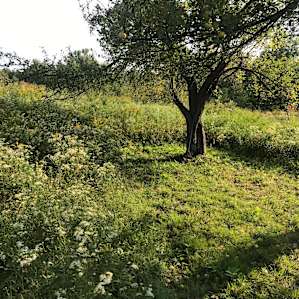 Apple tree.