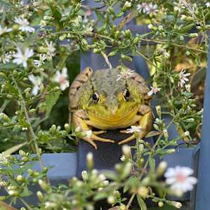 A frog relaxing on a lounge chair near the pond surrounded by white flowers