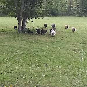 The sheep were free roaming.