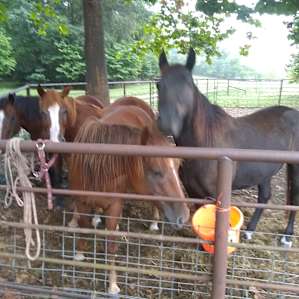 The horses were happy for some love and attention. They were super sweet.