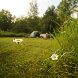 Wildflower campsite