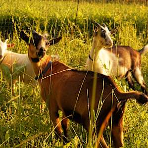 Curious goats