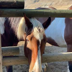 Feed the horses with the apple fresh from the garden!