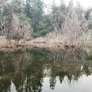 T16 - Shady Oak Grove Finnon Lake