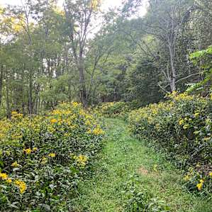 Pasture in the Valley