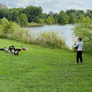 Numerous ducks and geese roam the property, a lot of fun for the kiddos to get up close. Ken even allowed the kids to get fresh eggs for morning breakfast!