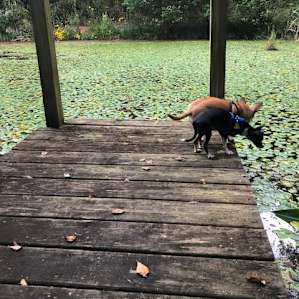The Pond at Dogwood Acres