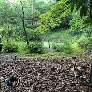 The Pond at Dogwood Acres