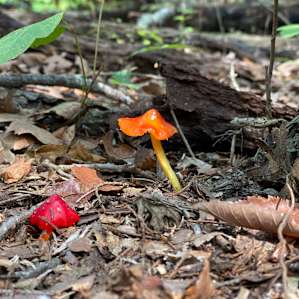 We saw a fairy running back to her home here.