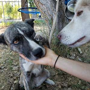 Pups loved the gated camp!