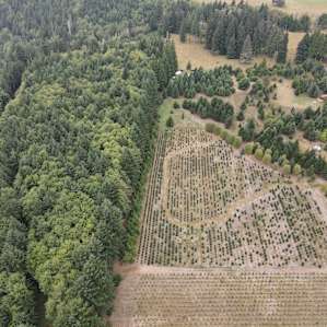 Brown camp at top center of photo