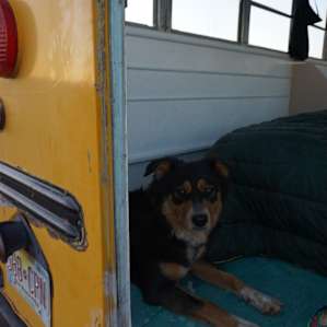 Disco enjoying the view after a long day at the Rio Grande