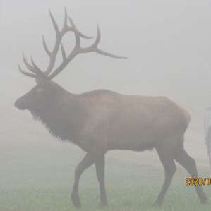 This bull, 2 Cows, and 2 young elk were on the lot we were camping on.