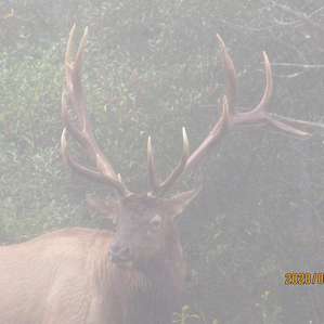 Looking eye to eye with the bull on our camping lot.