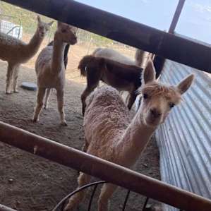 Alpaca rescues