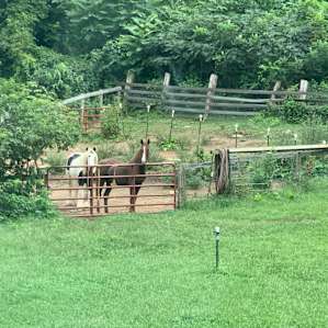 The horses are friendly - just don’t feel them as one has dietary concerns!