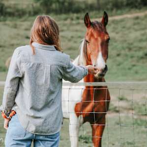 Beautiful and friendly horses!