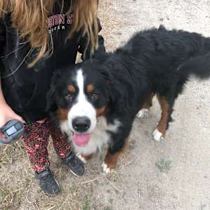 Bonus is the sweet dogs