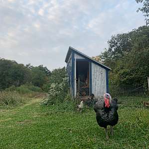 Starcraft Creekside - alpaca camp!