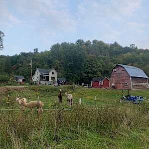 Starcraft Creekside - alpaca camp!