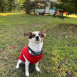 We were able to bring our well-behaved dog who remained on a tie out during our stay.