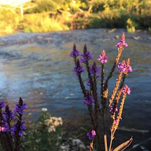 Flora by the creek