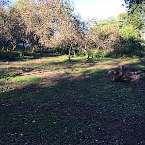 Orchard campsite