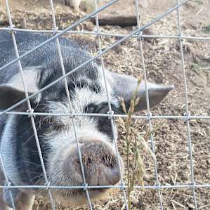Chatty pig