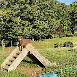 Misty Mountain Farm Camping
