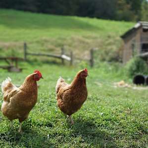 Stony Creek Farmstead