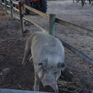 Bacon the pig!