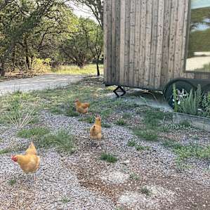 Friendly neighborhood chickens