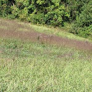 Spot the deer!