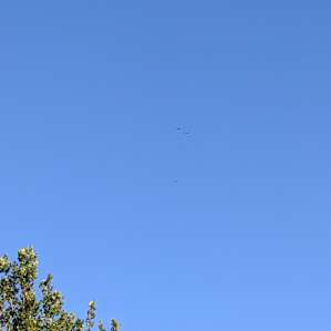 Spot the birds!