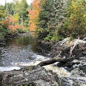 Eagle Pines On The Bad River