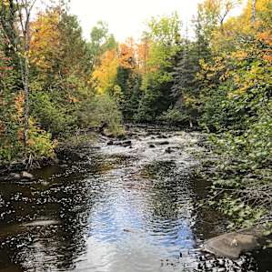 Eagle Pines On The Bad River