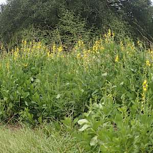Stink Weed Farm RV spots